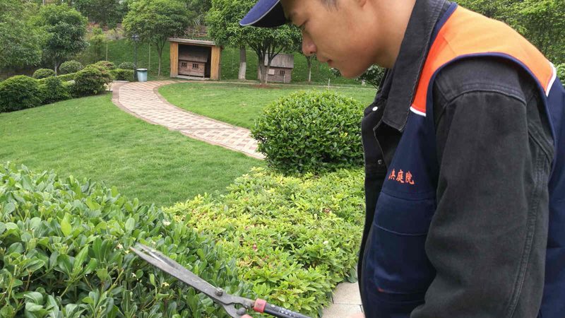 山地苗木种植技术教程：如何提高成活率与施工质量