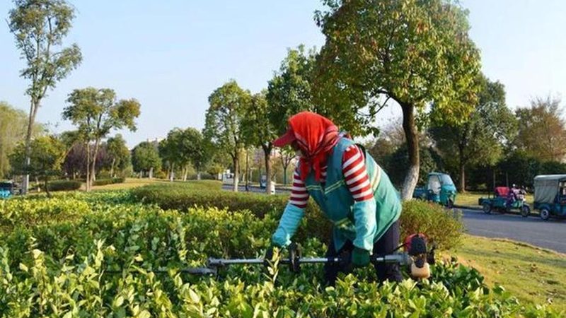 小型苗木种植加盟选址：如何把握关键要素**