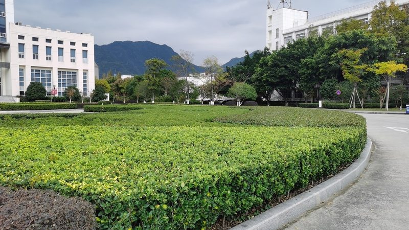 垂直绿化模块：不只是美化，更是城市绿化的未来